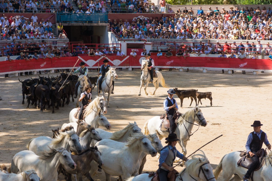 Beaucaire_2017-07_Course camarguaise_c1.JPG